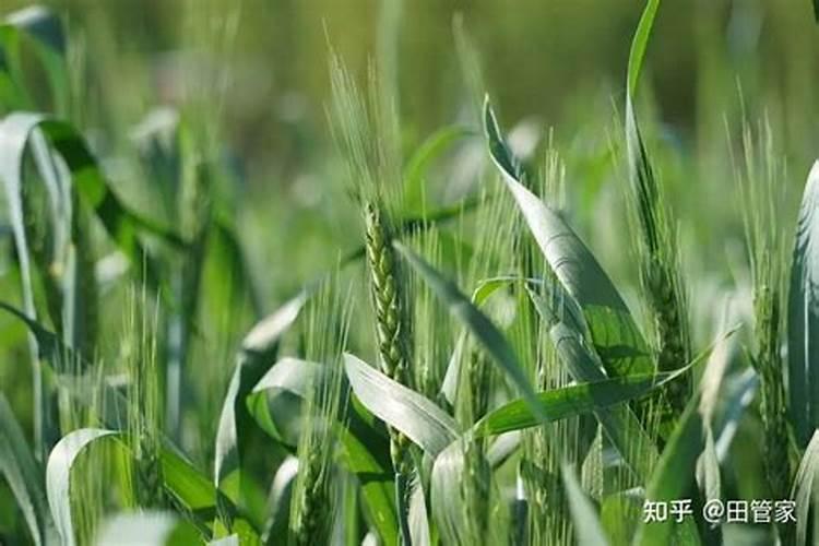种小麦用什么肥料好