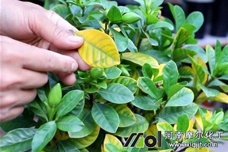 桃树结果后可以修剪吗 注意事项有哪些