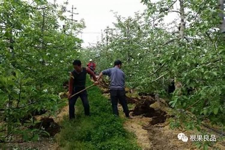 黄桃果期有多久 果期养护与管理方法