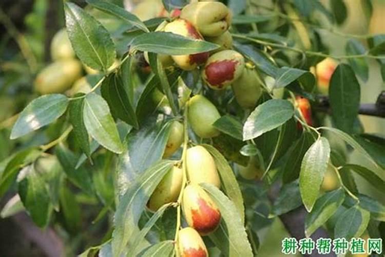 桃子采摘完,需要注意哪些事项来年才能高产？