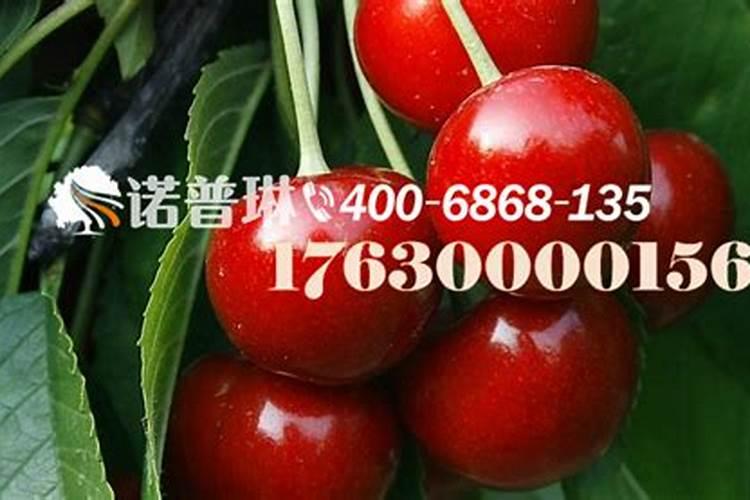 盆栽草莓施多少肥
