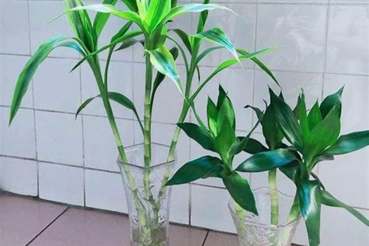 草莓各个时期的施肥方案 草莓施肥时间和方法
