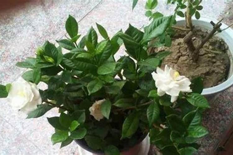 栀子花花蕾期怎样施肥(栀子花花苞期间施什么肥)