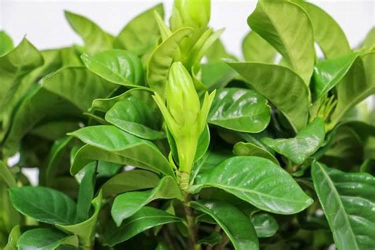 夏天怎样养小叶栀子花