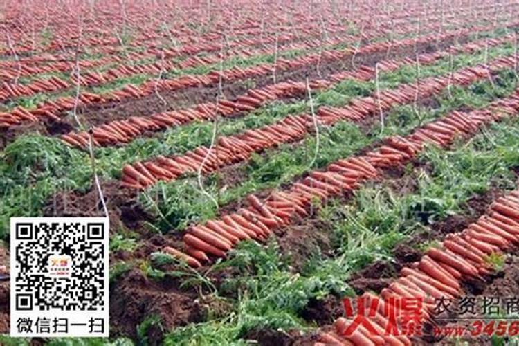 种萝卜用什么肥料好
