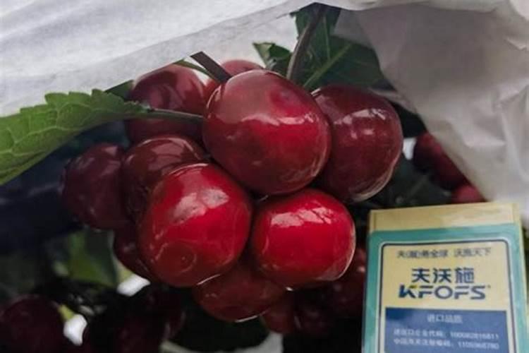 大樱桃“月子肥”用氮磷钾复合肥和中微量元素喂树,行不行？