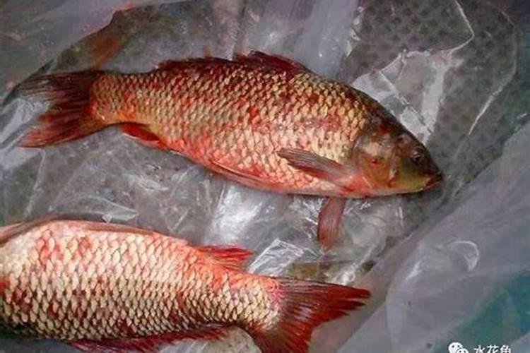 辣椒多久施肥一次