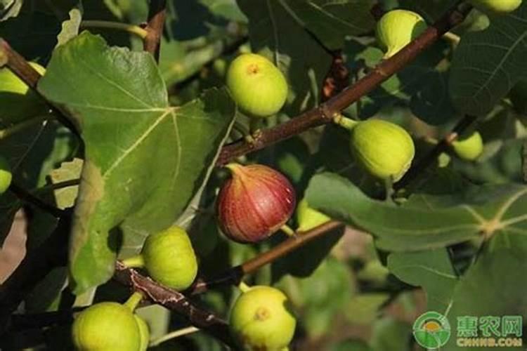无花果用什么肥料 该如何管理