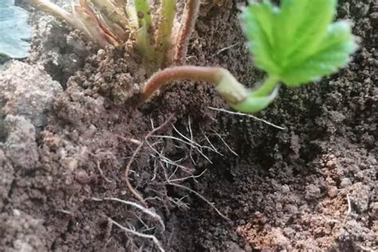 鱼腥草的高产施肥技巧 鱼腥草应该怎么种植