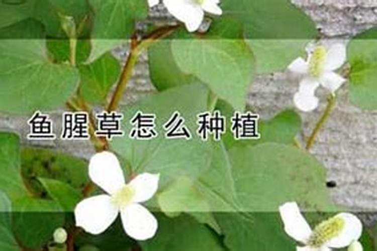 核桃树用硫酸钾复合肥还是用氯化钾复合肥？
