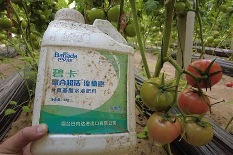 蔬菜上喷氨基酸叶面肥能吃吗