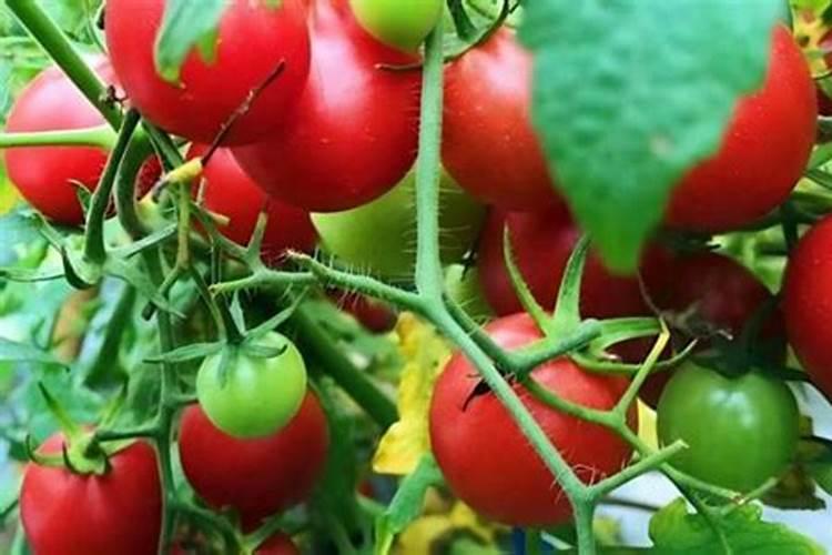西红柿的种植用什么肥料好