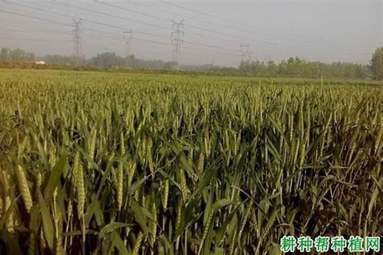 种小麦用什么肥料好