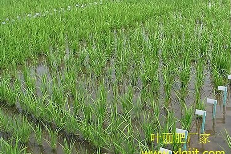 秧苗上有露水能喷叶面肥吗