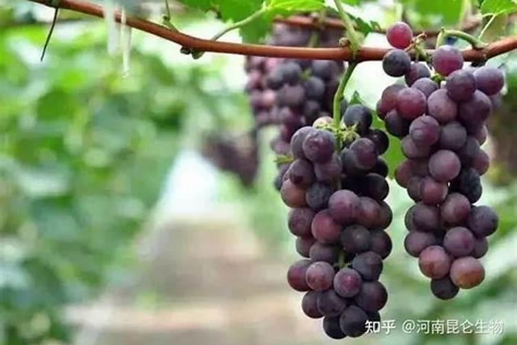 葡萄挂果后施什么肥 挂果后如何养护管理