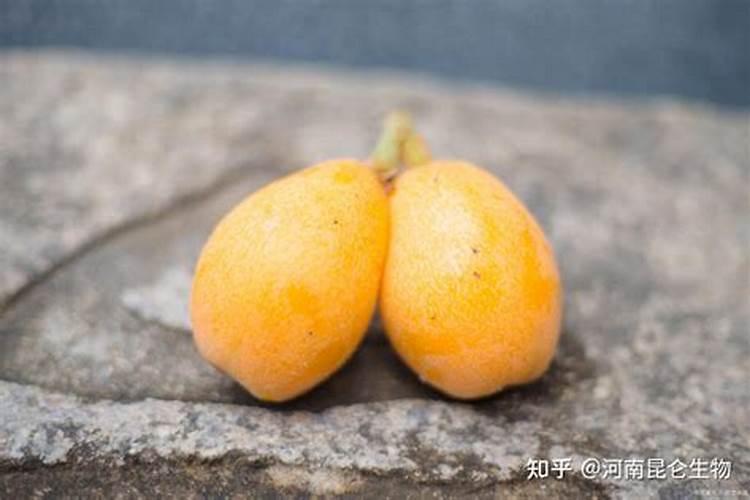 批杷施硫酸钾肥好还是含氯化钾的肥料好