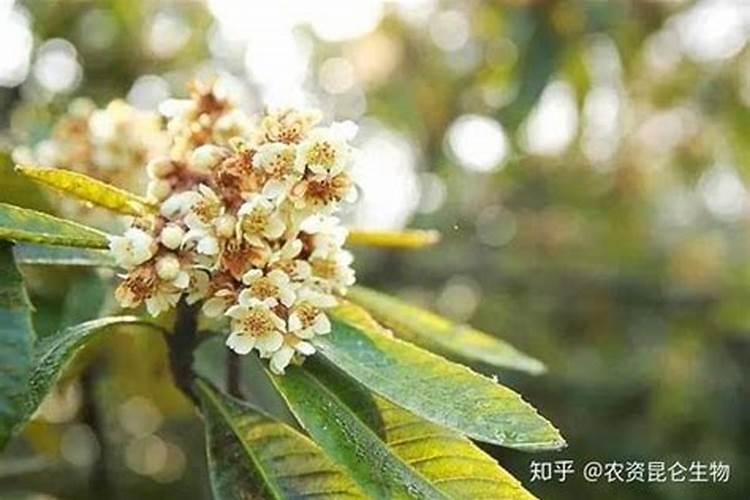 氧化钾农业使用效果