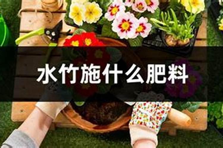 水竹施什么肥最好