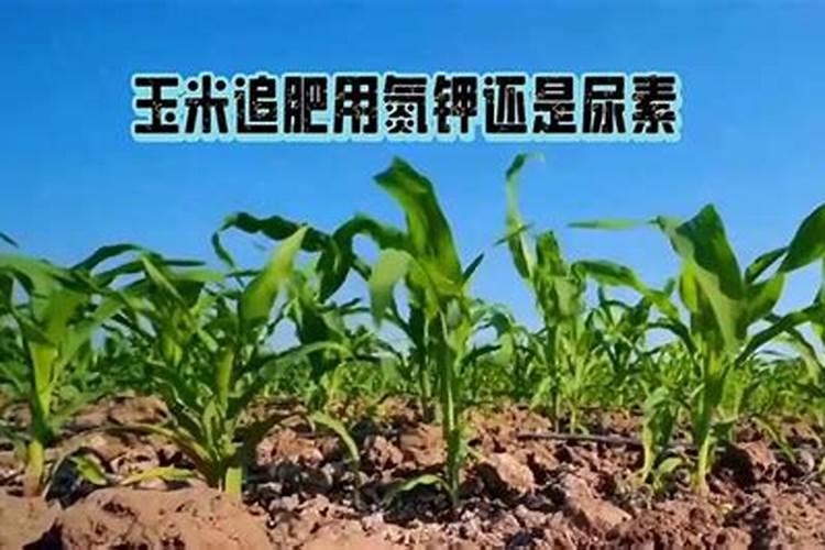 割完了玉米什么时候撒尿素好？有什么依据呢？