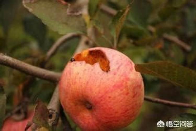 果树秋季施氮肥可以吗