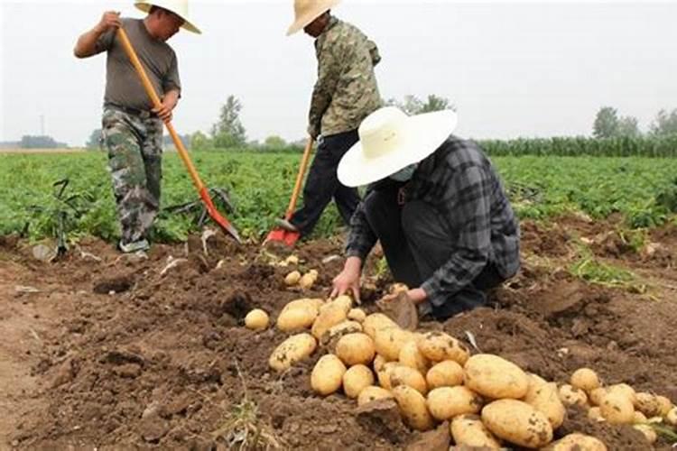 芹菜能不能用氯化钾肥料 怎么施肥效果好