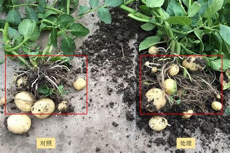 种土豆用什么肥料好啊!