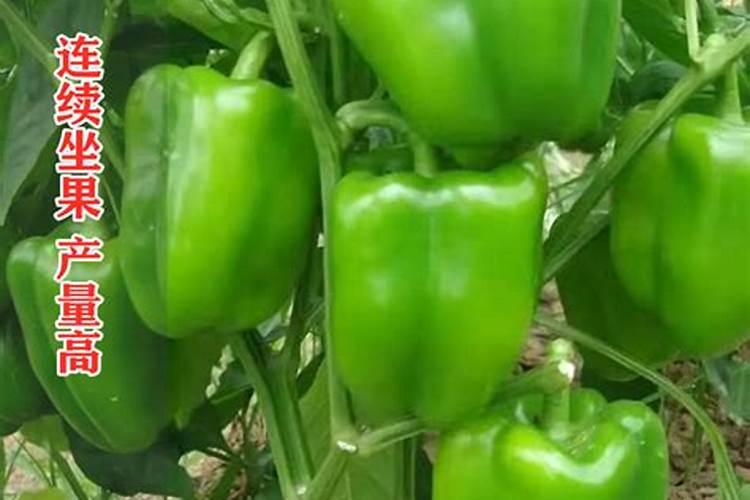 菜椒畸形果防控措施 菜椒应该怎么施肥