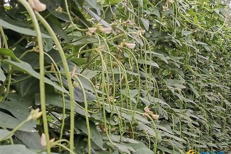 种反季节豆角坐荚难是怎么回事？该如何进行处理呢？