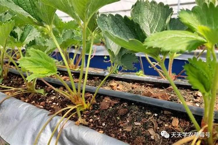种草莓需要施什么肥料