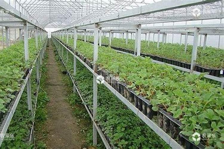 草莓花芽分化施什么肥;草莓怎么促进花芽分化