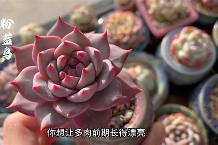 多肉怎么施肥施什么肥最好