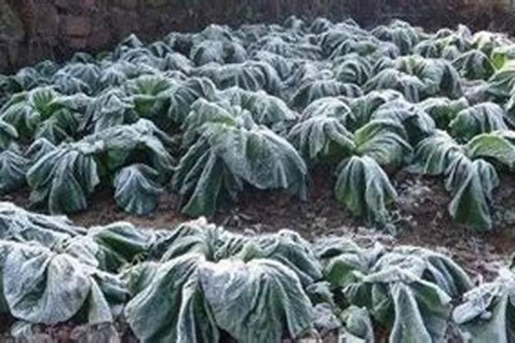 花菜防冻用什么方法