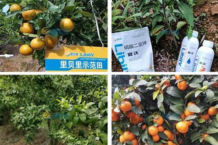 芸苔素使用技巧