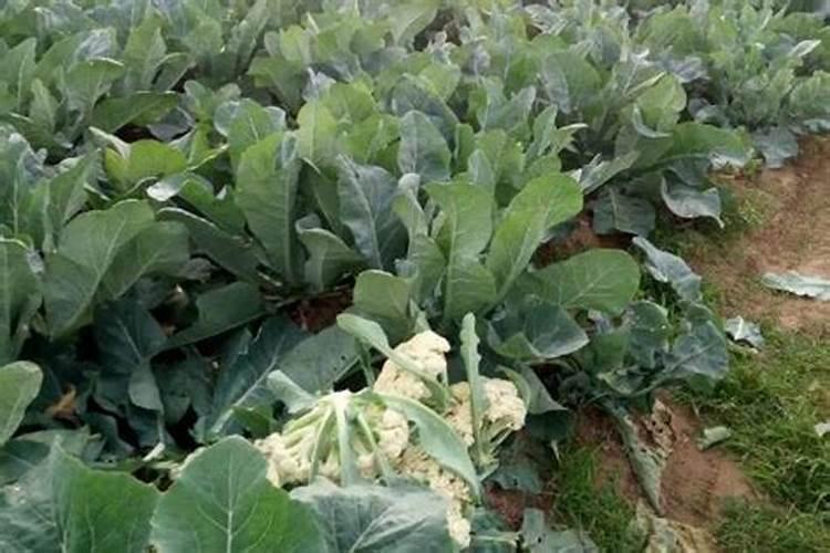菜花移栽后用什么肥料促进生根长叶