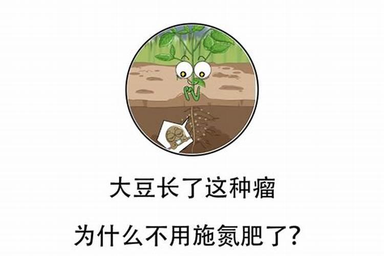 大豆自己能固氮,种植时不需要再施氮肥？