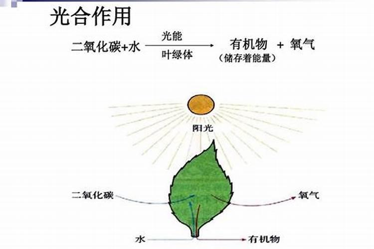 使叶面深绿的叶面肥,使叶色浓绿的是什么肥