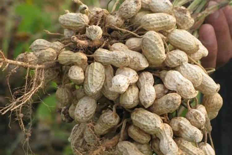 黄瓜开花结果期怎么施肥和管理