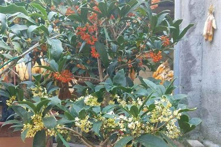 金桂花如何养殖