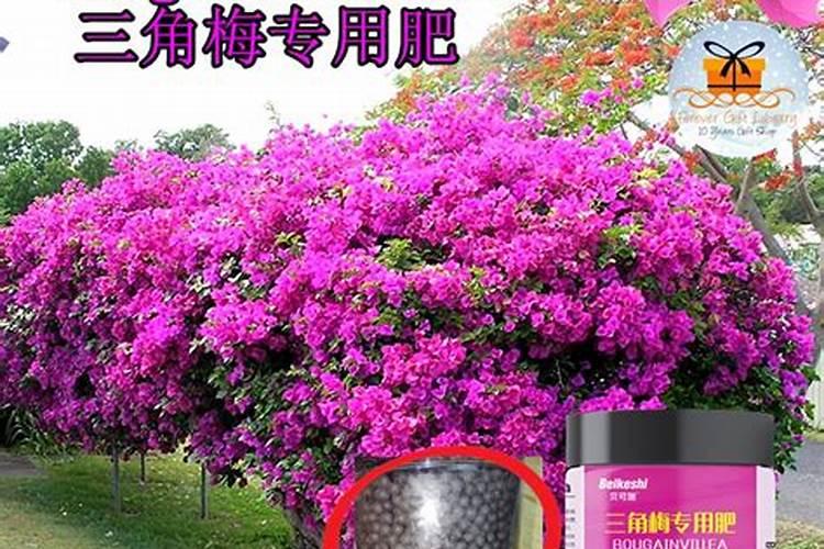 三角梅专用肥是什么肥
