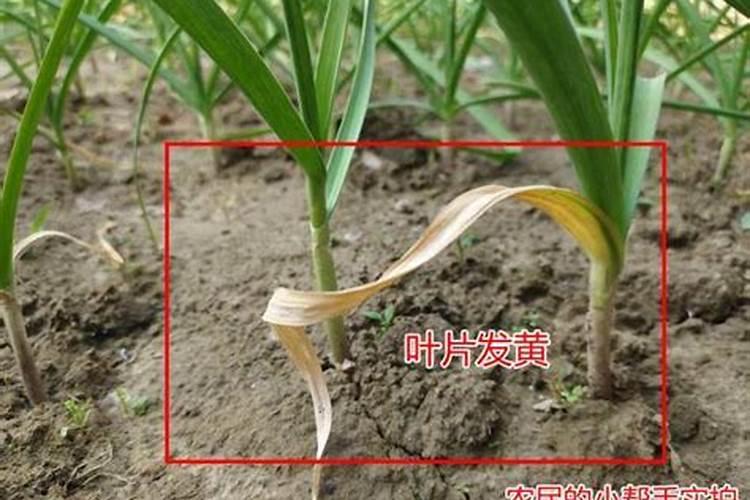 蒜苗用什么叶面肥