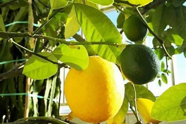 柠檬施什么肥最好