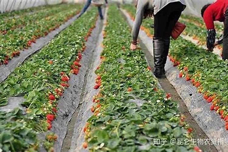 茶花一年四季施肥技巧 茶花一年四季施肥技巧简单介绍