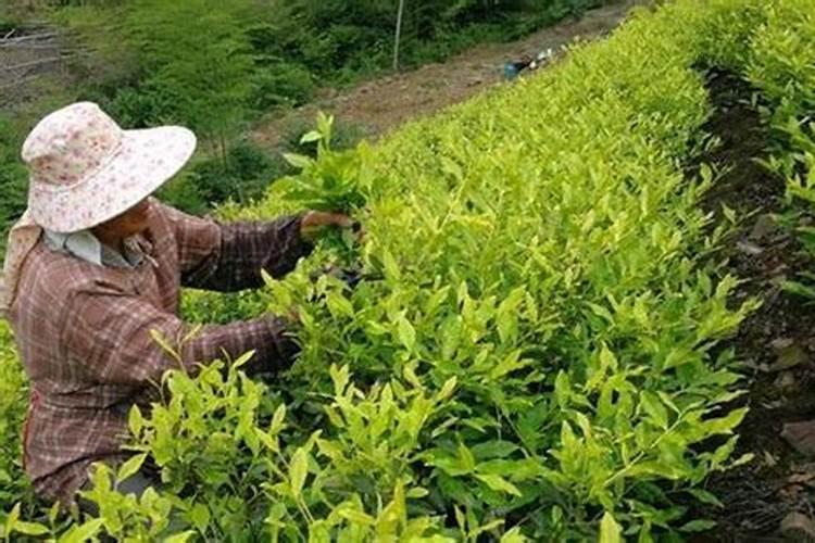 柠檬树用什么肥料好