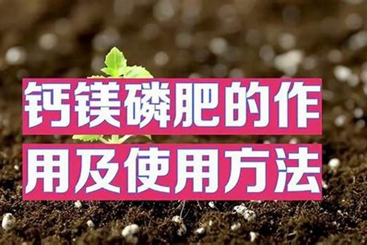 市场上有哪些磷肥？