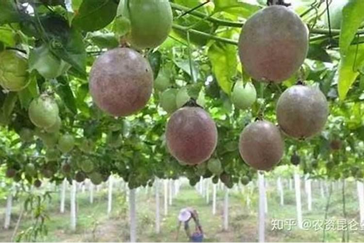 用什么肥料施橙子果子长大