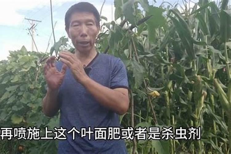 打叶面肥的最佳时间及温度