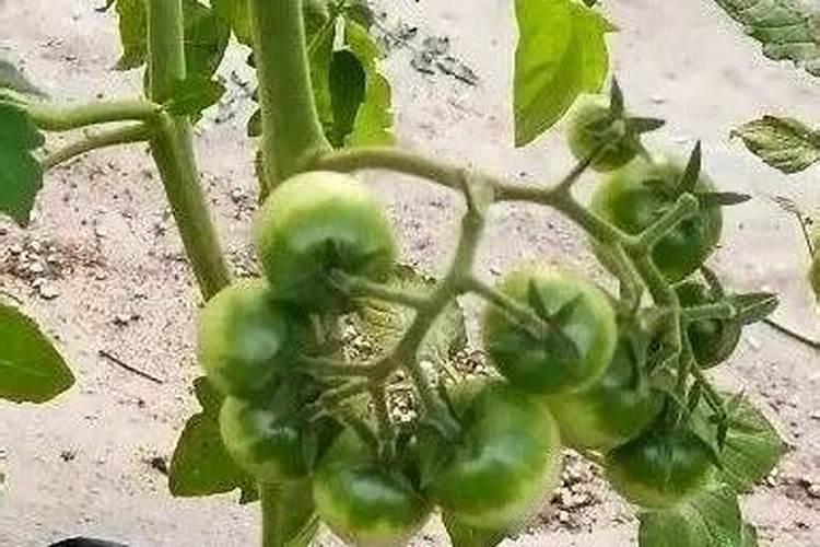 番茄苗期最需要什么肥料