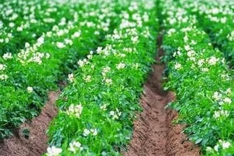 如何养金桂花