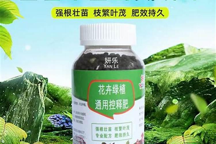 硼肥在杨梅膨果时期能增加种子的饱满程度 杨梅膨果时期使用硼肥能增加...