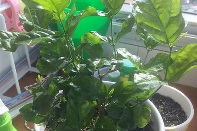 我家的君子兰为什么不开花？